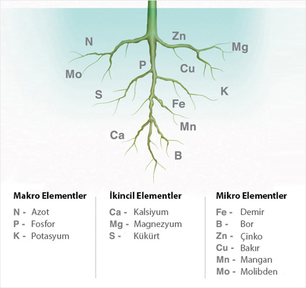 Bitki Beslemede Kök Özelliği